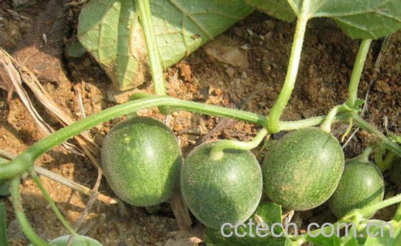 果蔬百科马泡瓜的功效与作用-0