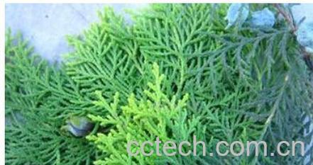 果蔬百科桑叶侧柏叶苦丁茶-0