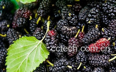 果蔬百科桑葚的功效与作用-0