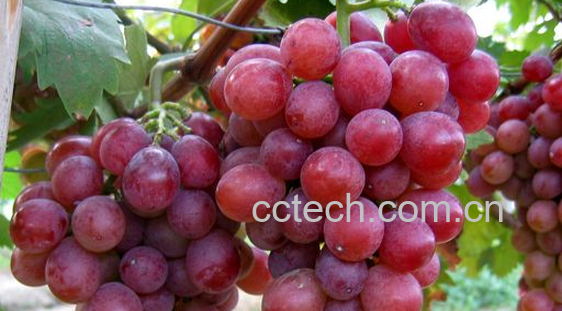 果蔬百科咽喉疼痛吃什么水果好-0