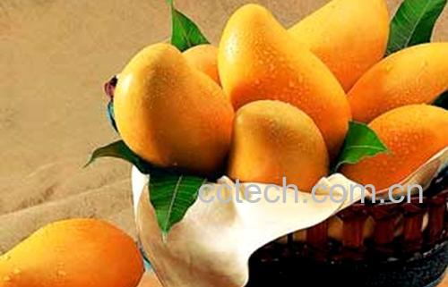 果蔬百科小腰芒的功效与作用-0