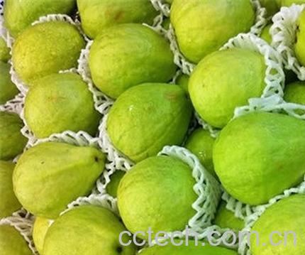 果蔬百科番石榴的功效与作用-0