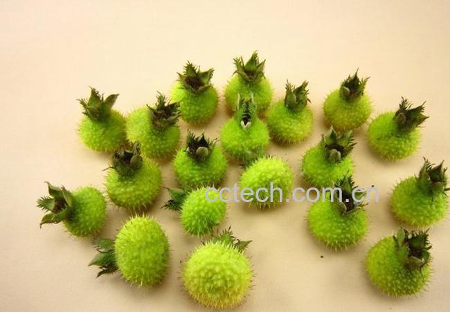 果蔬百科刺梨的功效与作用-0