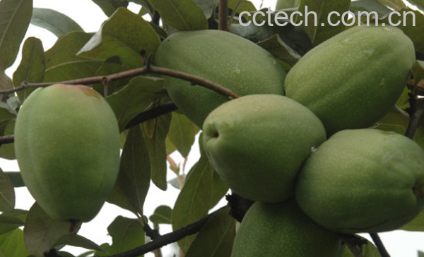 果蔬百科铁脚梨的功效与作用-0