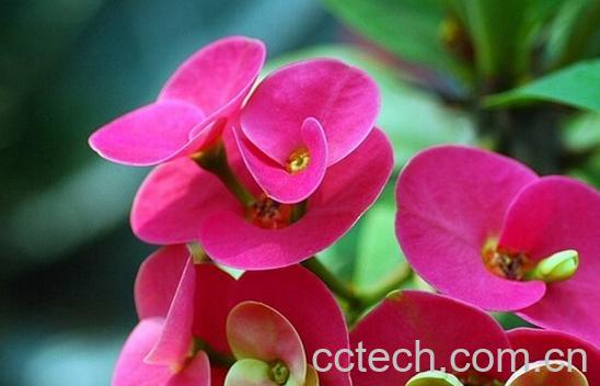 果蔬百科刺蓬花-0