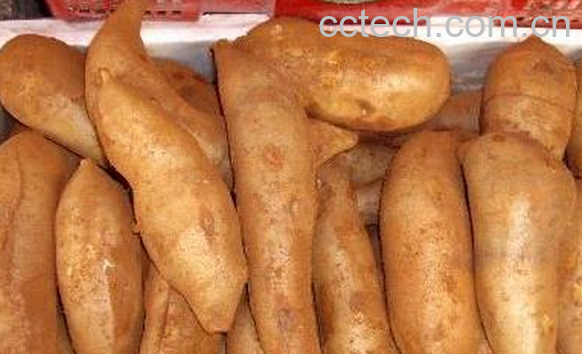 果蔬百科雪莲果的营养价值与功效-0