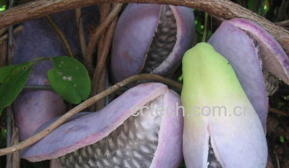 果蔬百科野香蕉的功效与作用-0