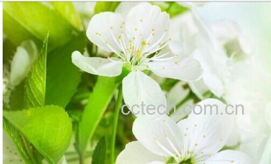 果蔬百科茉莉花茶-0