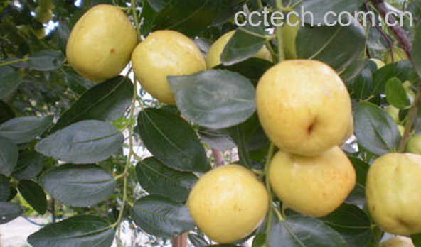 果蔬百科梨枣的功效与作用-0