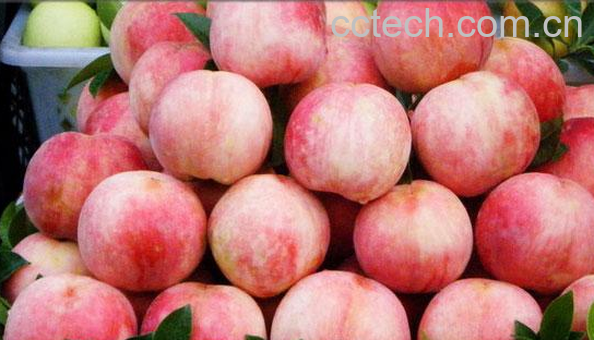 果蔬百科水蜜桃的营养价值-0