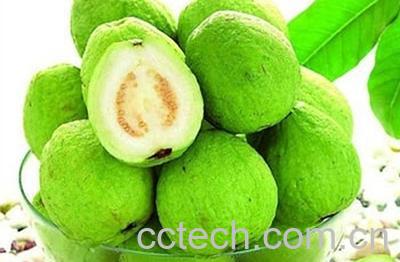 果蔬百科芭乐怎么吃 芭乐的吃法技巧-0