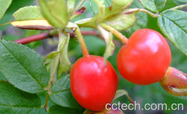 果蔬百科刺玫果的功效与作用-0