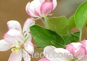 果蔬百科苹果花-0