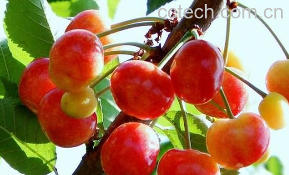 果蔬百科毛樱桃的功效与作用-0