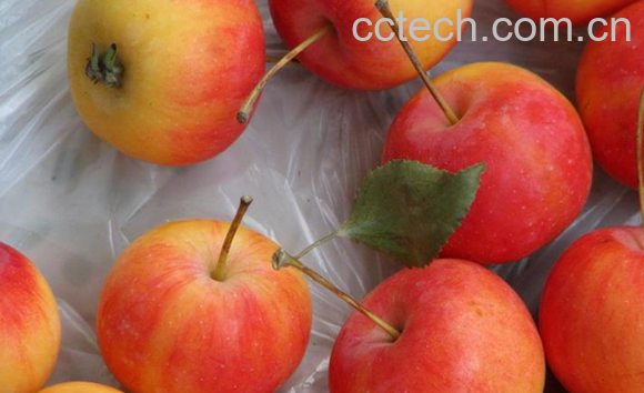 果蔬百科沙果的食疗功效与用法-0