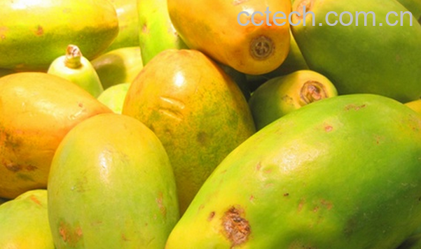 果蔬百科宣木瓜的功效与作用-0