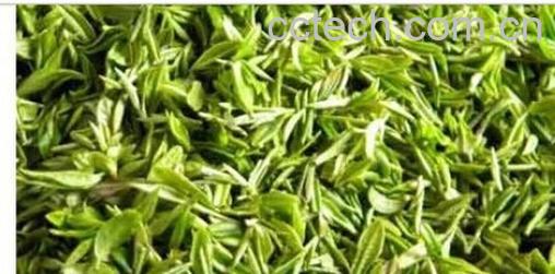 果蔬百科毛尖茶-0