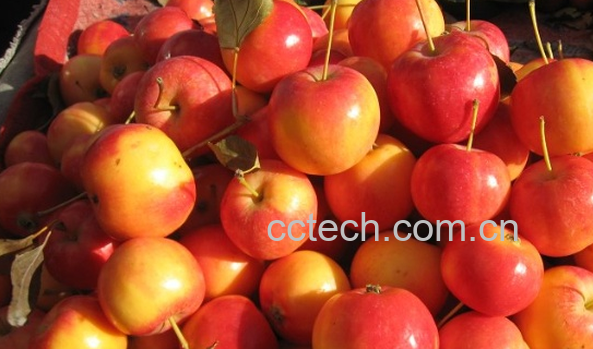 果蔬百科沙果的功效与作用-0