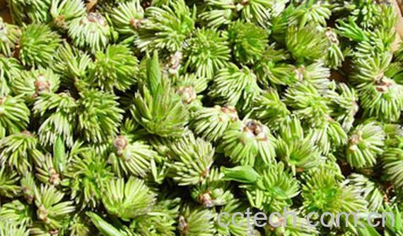 果蔬百科杜仲雄花茶-0