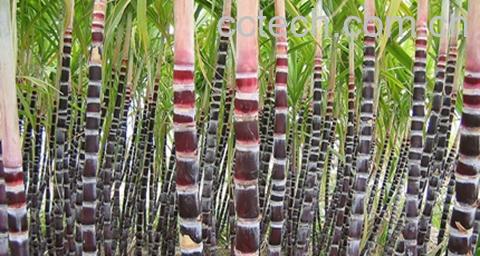 果蔬百科甘蔗的功效与作用-0