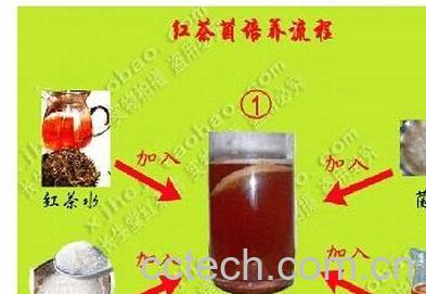 果蔬百科红茶菌-0