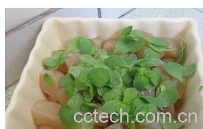 果蔬百科红茶菌-0