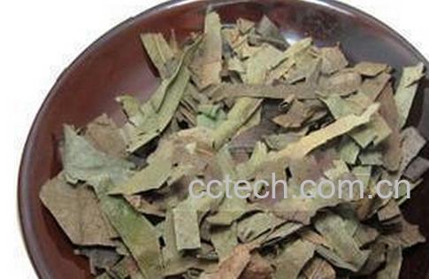 果蔬百科怎样把柿子叶做成茶叶-0