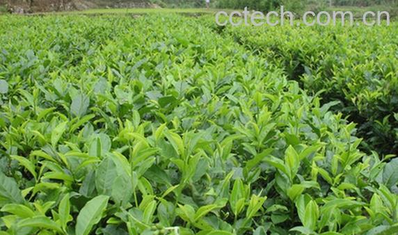 果蔬百科石崖茶-0