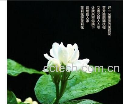 果蔬百科茉莉花茶-0