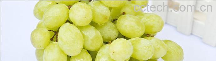 果蔬百科青提的功效与作用-0