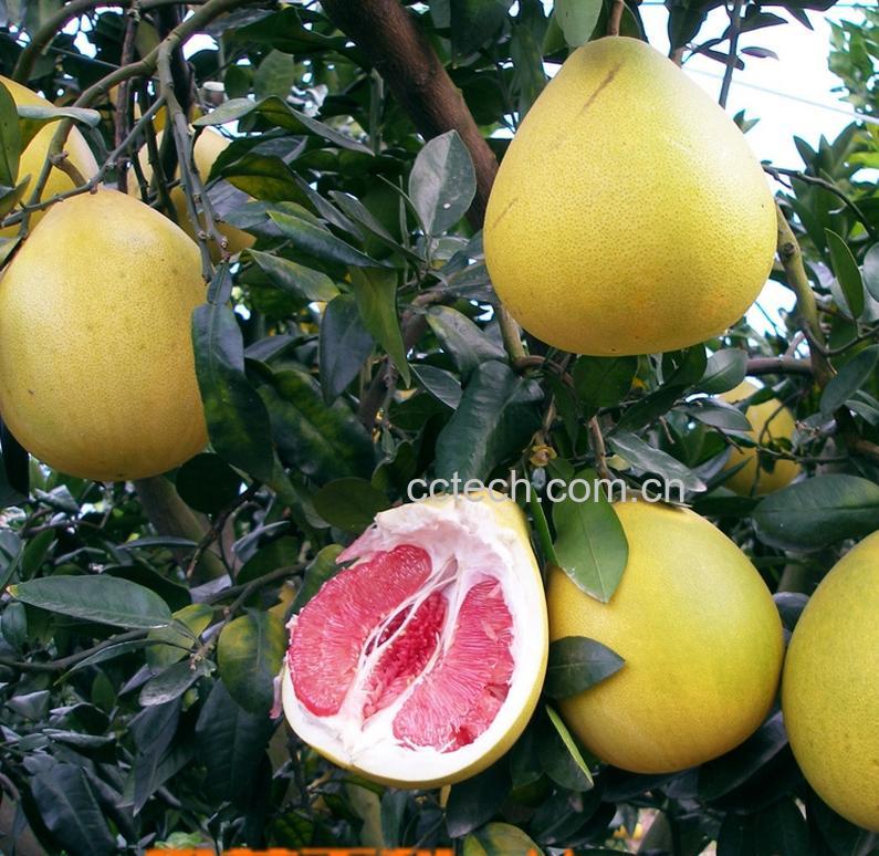 果蔬百科文旦的功效与作用-0