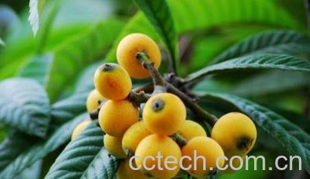 果蔬百科枇杷花茶-0