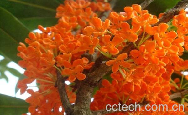 果蔬百科桂花茶-0