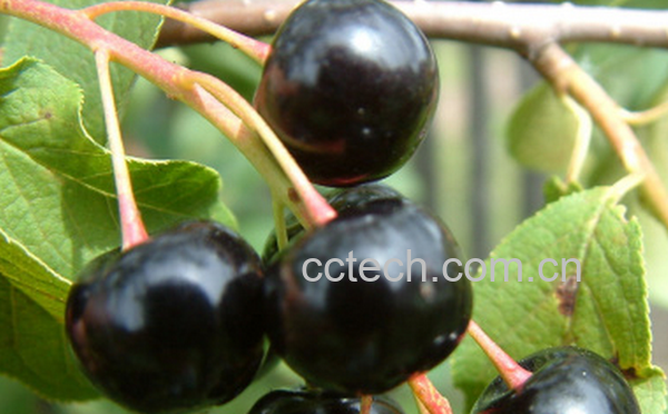 果蔬百科黑樱桃的食疗功效有哪些-0