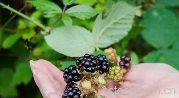 果蔬百科黑莓的功效与作用-0