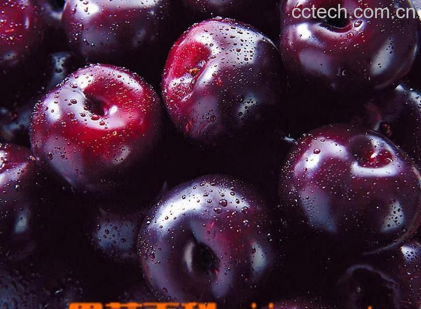 果蔬百科黑李的功效与作用-0