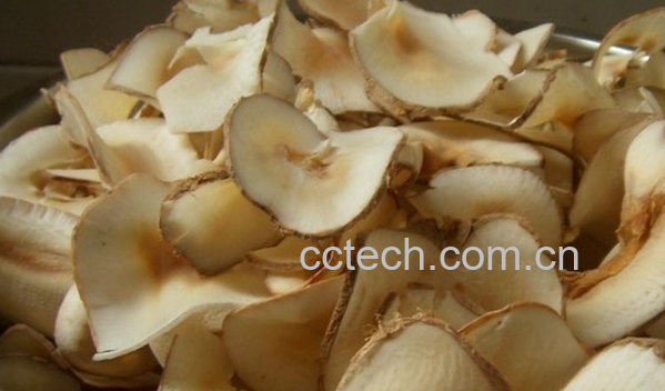 果蔬百科海底椰的功效与作用-0