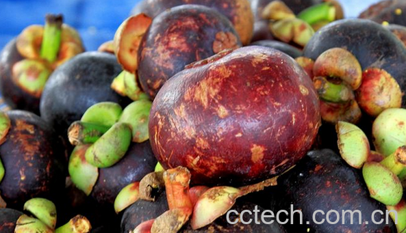 果蔬百科山竹的营养价值与功效-0