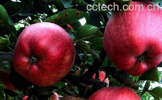 果蔬百科蛇果和苹果的区别有哪些-0