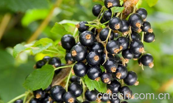 果蔬百科黑醋栗的功效与作用-0