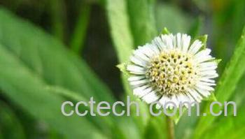 果蔬百科墨旱莲-0