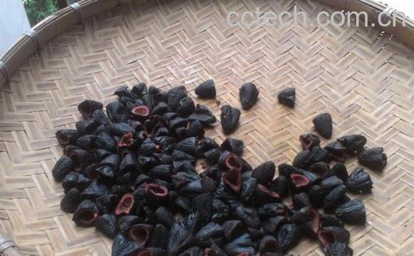 果蔬百科乌榄根的功效与作用-0