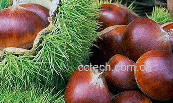 果蔬百科板栗的药用价值与功效-0