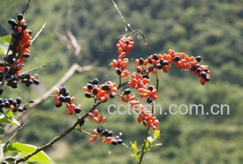 果蔬百科云南勾儿茶-0