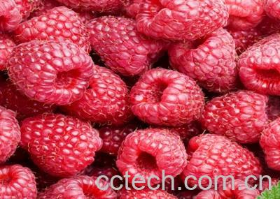 果蔬百科覆盆子的功效与作用-0