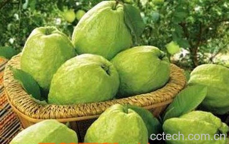 果蔬百科芭乐的功效与作用-0