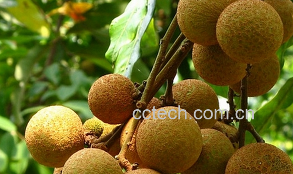 果蔬百科吃龙眼会上火吗-0