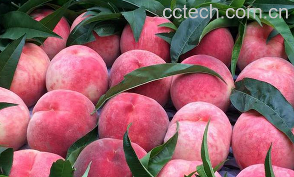 果蔬百科吃桃子要注意什么-0