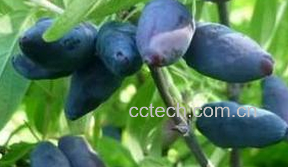 果蔬百科蓝靓果的常见吃法-0