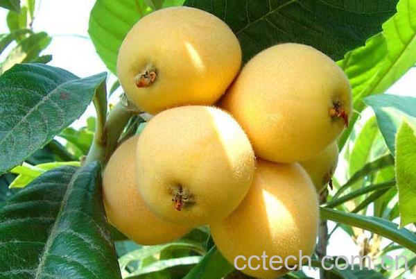 果蔬百科怎么催熟枇杷-0